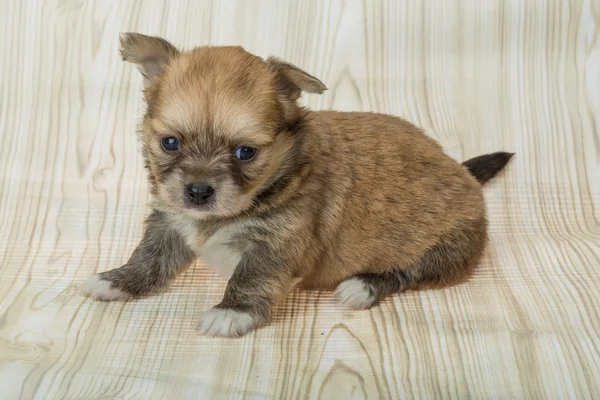 Cachorrinho chihuahua jovem — Fotografia de Stock