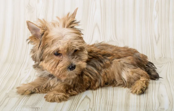 Puppy van de Terriër van Yorkshire — Stockfoto