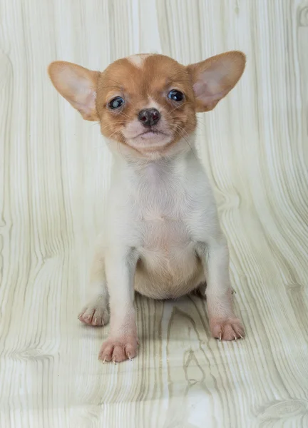 Chihuahua cachorro posando — Fotografia de Stock