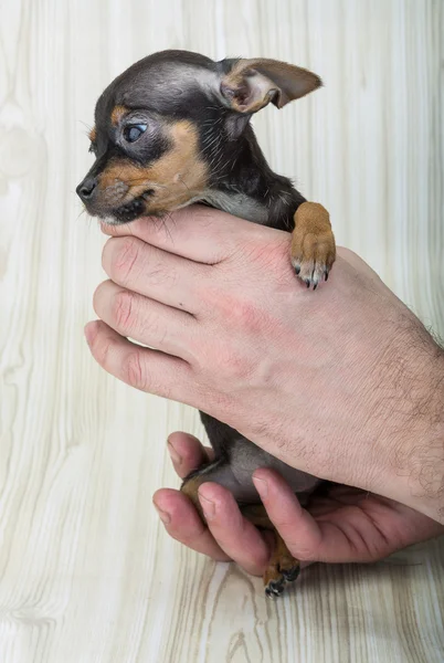 Chihuahua — Stockfoto