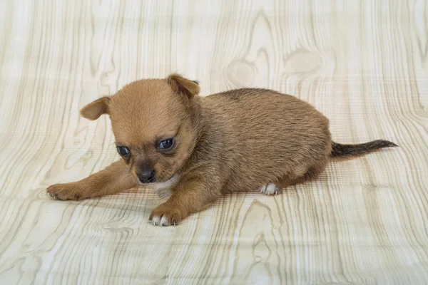 Chihuahua cachorro posando — Foto de Stock