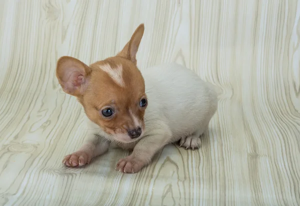 Chihuahua pup poseren — Stockfoto