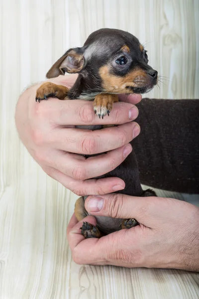 Chihuahua — Foto Stock