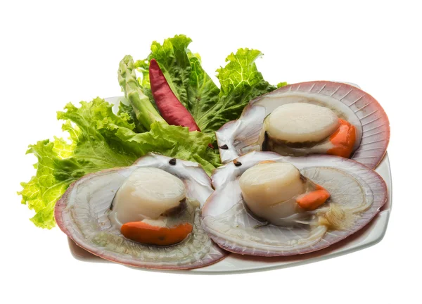 Raw fresh scallop — Stock Photo, Image