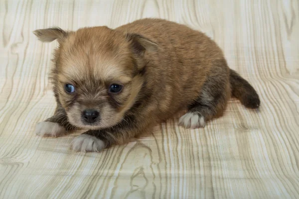 Chihuahua cachorro posando — Fotografia de Stock