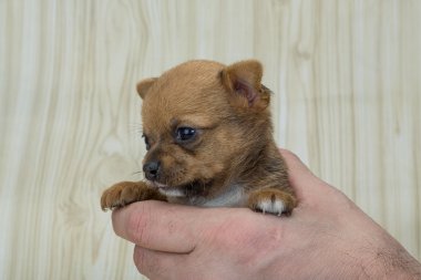 Chihuahua yavrusu