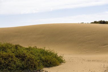Kanaryada Maspaloma Duna Çölü