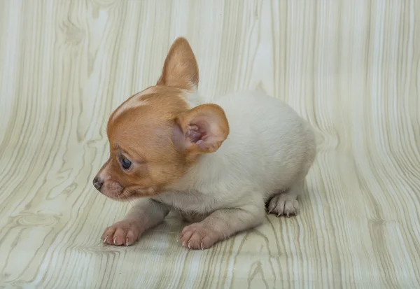 Chihuahua — Stockfoto