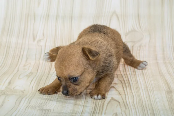 Chihuahua cachorro — Foto de Stock