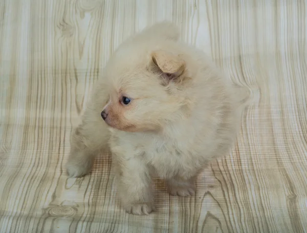 Pomeranian spitz — Φωτογραφία Αρχείου