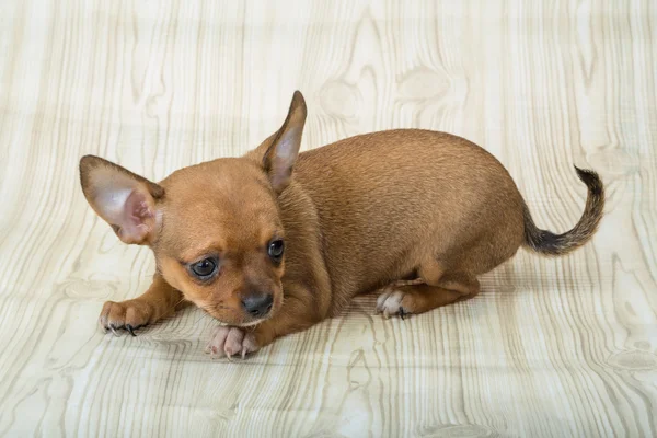 Cãozinho Chihuahua — Fotografia de Stock