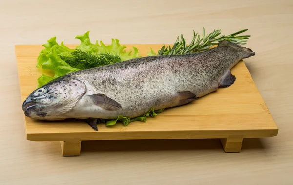 Ruwe verse forel — Stockfoto