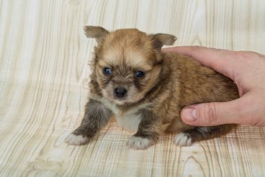 Chihuahua yavrusu