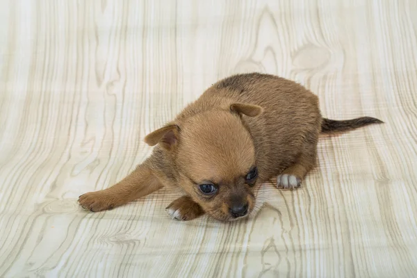 Chihuahua cachorro — Foto de Stock