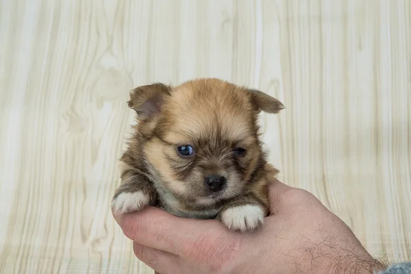 Chihuahua puppy — Stock Photo, Image