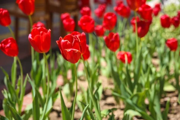 Tulipas — Fotografia de Stock