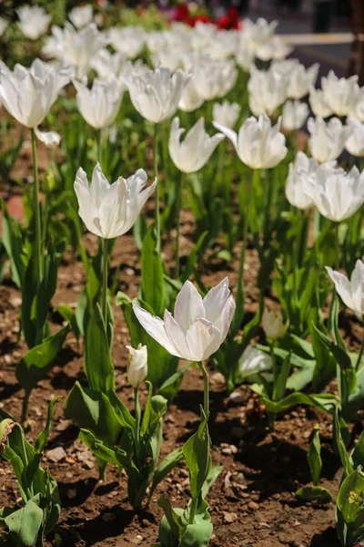 Tullips — Stock Photo, Image