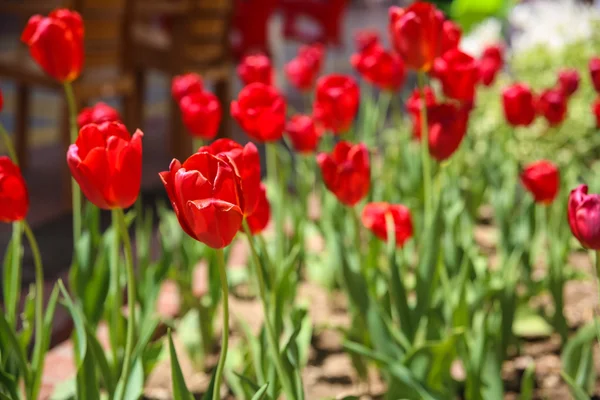 Tullips — Stock Fotó