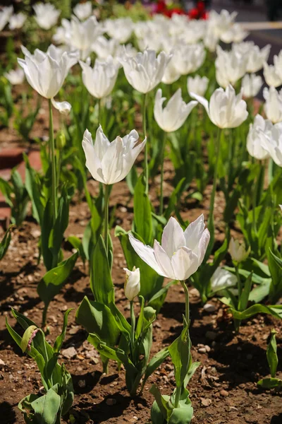 Tullips — Stock Photo, Image