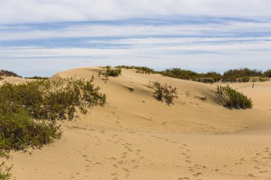 Maspalomas Duna - Kanarya adası Büyük Kanarya Çölü