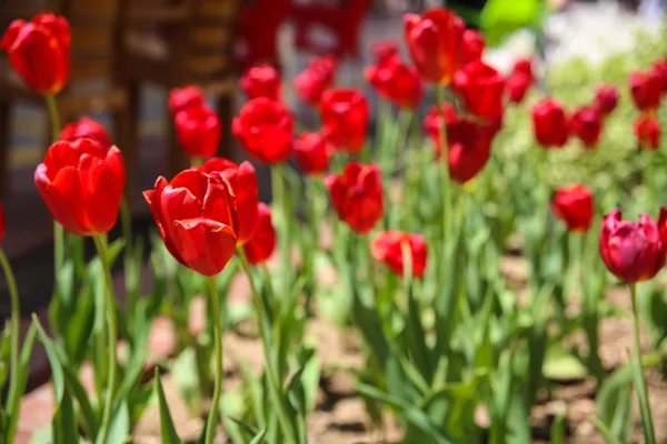 Tulipas — Fotografia de Stock