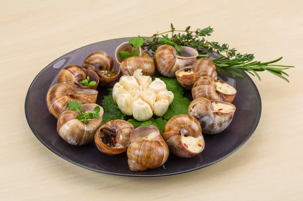 Schnecke — Stockfoto