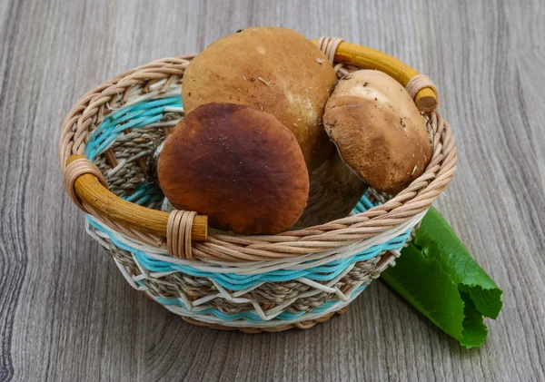 Wilde paddenstoelen — Stockfoto