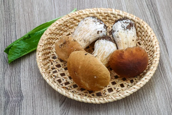 Wild Mushrooms on wood — Stock Photo, Image