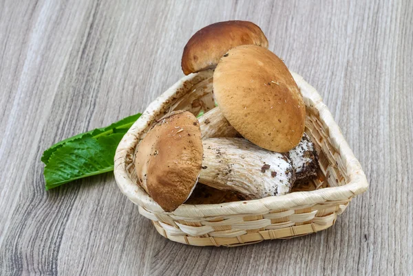 Wilde paddenstoelen — Stockfoto