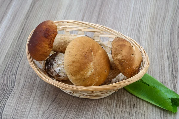 Дикорослі гриби — стокове фото