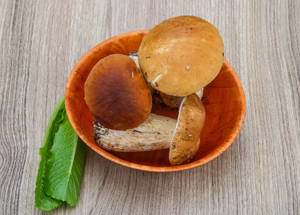 Wild Mushrooms boletus — Stock Photo, Image