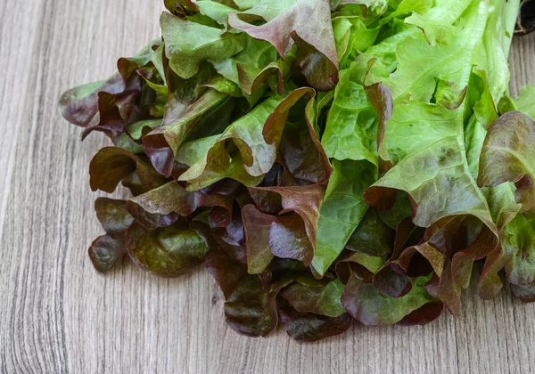 Salade de chêne — Photo