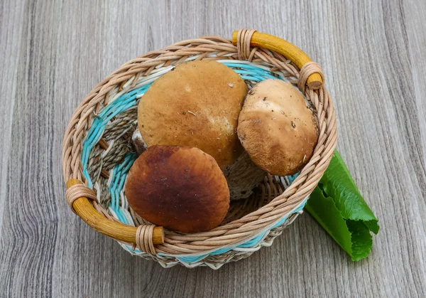 Wilde paddenstoelen — Stockfoto