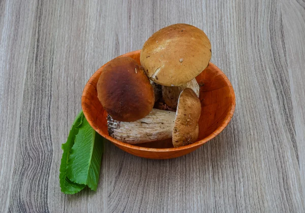 Funghi selvatici — Foto Stock