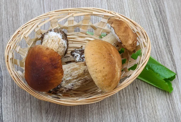 Wilde paddenstoelen — Stockfoto