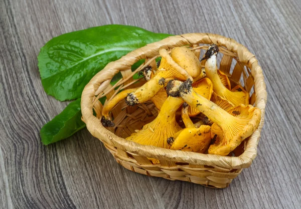 Champiñones Chanterelle en la cesta — Foto de Stock