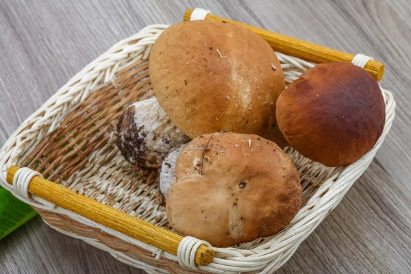 Wilde paddenstoelen — Stockfoto