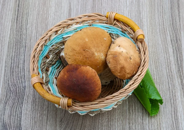 Funghi selvatici — Foto Stock