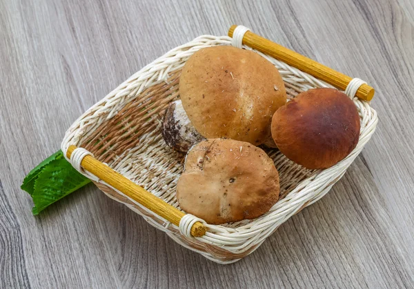 Funghi selvatici — Foto Stock