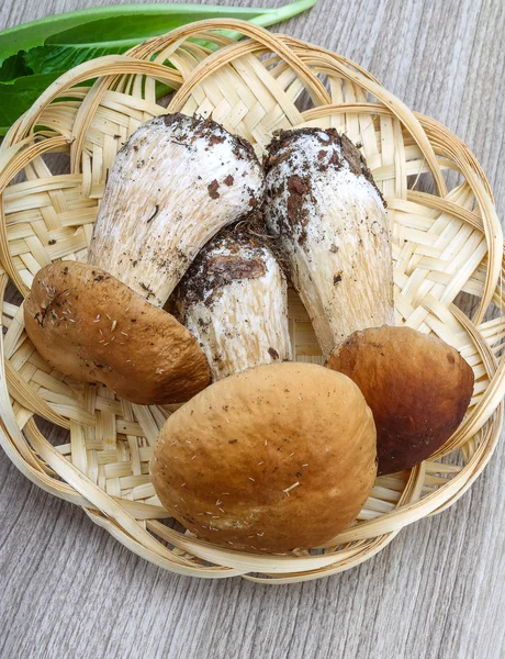 Wilde paddenstoelen — Stockfoto