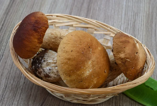 Wilde paddenstoelen — Stockfoto