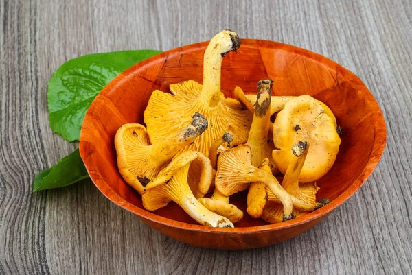 Chanterelle — Stock Photo, Image