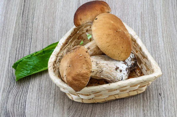 Wild Mushrooms — Stock Photo, Image