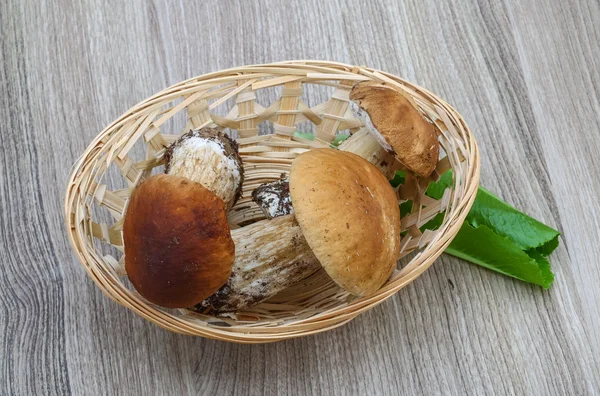 Boleto de cogumelos selvagens — Fotografia de Stock