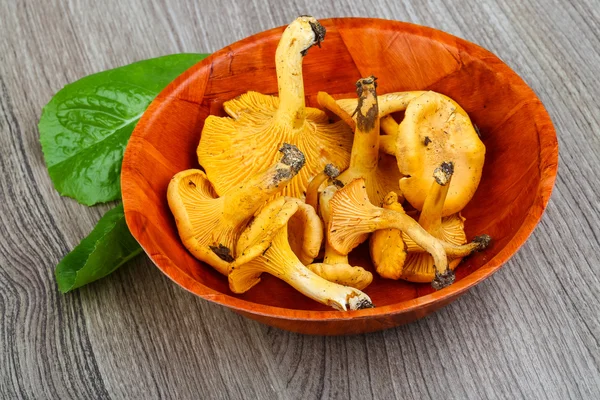 Champiñones Chanterelle en el tazón — Foto de Stock