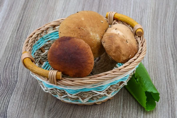 Wild Mushrooms boletus — Stock Photo, Image