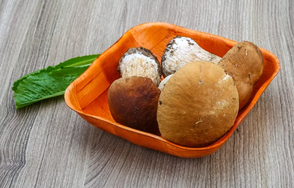 Άγρια μανιτάρια boletus — Φωτογραφία Αρχείου