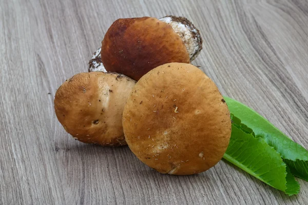 Άγρια μανιτάρια boletus — Φωτογραφία Αρχείου