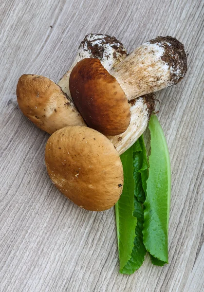 Wild Mushrooms boletus — Stock Photo, Image