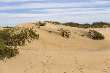 Maspalomas Duna - Kanarya adası Büyük Kanarya Çölü